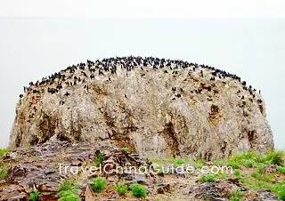 Cormorant Island, Qinghai Lake 